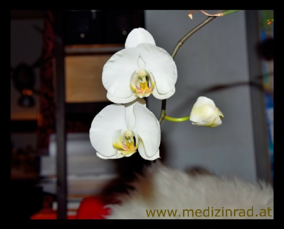 Orchid-Fantasy